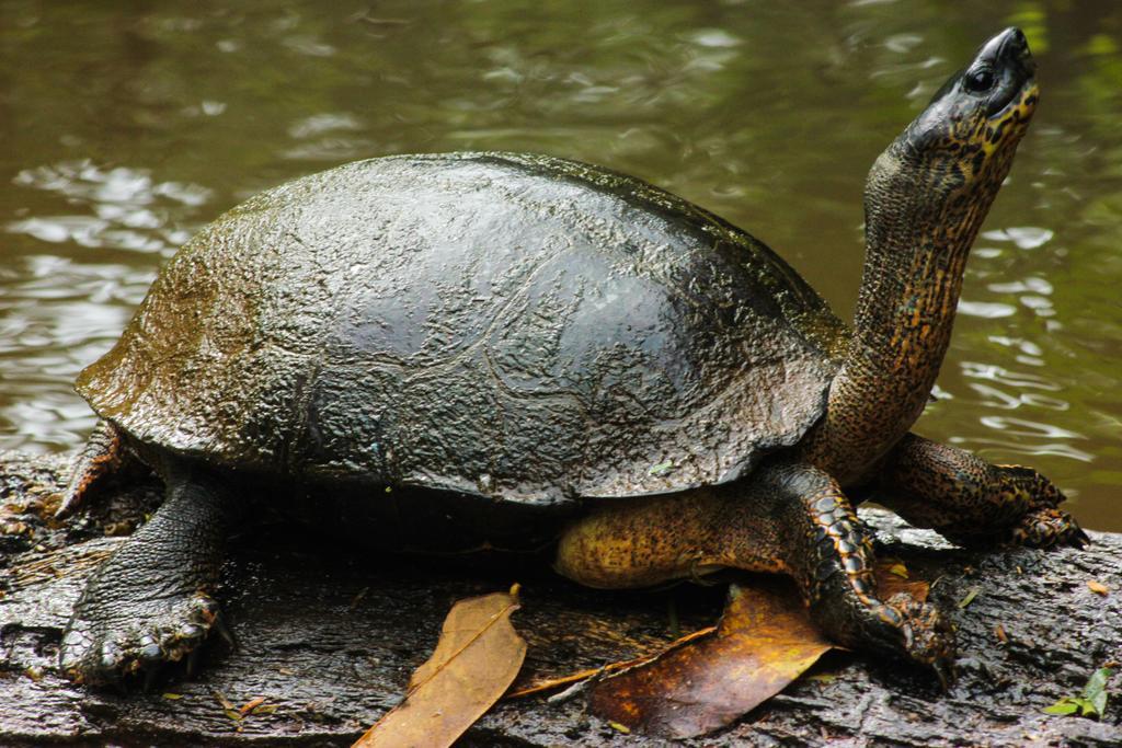 Cabinas Tortuguero Esterno foto