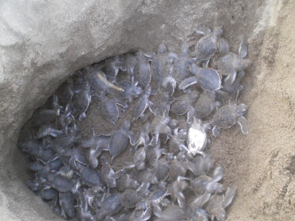 Cabinas Tortuguero Esterno foto