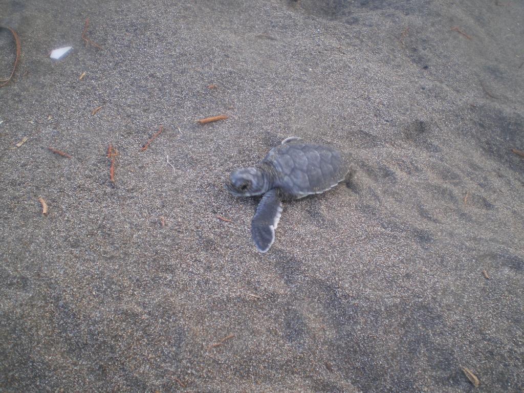 Cabinas Tortuguero Esterno foto